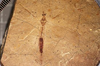 Media type: image;   Entomology PALE-1157